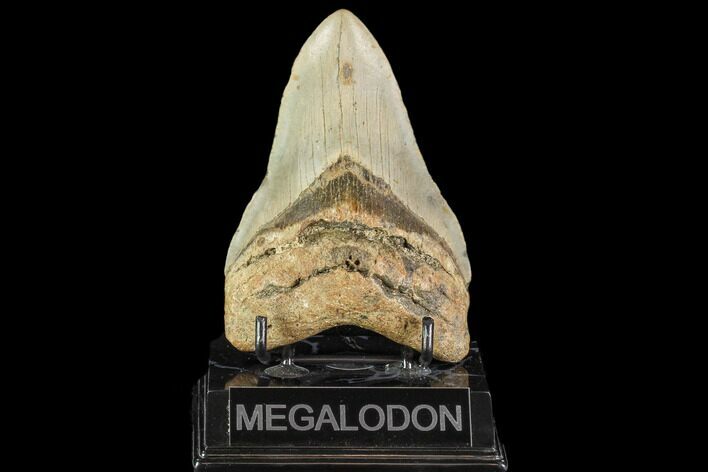 Fossil Megalodon Tooth - North Carolina #109728